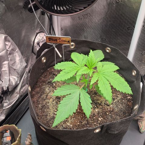 Blue Dream growlog timeline photo