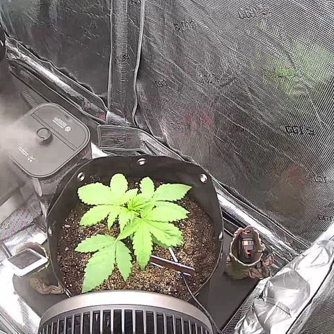Blue Dream growlog timeline photo