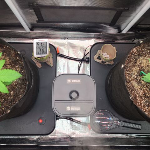 Blue Dream growlog timeline photo