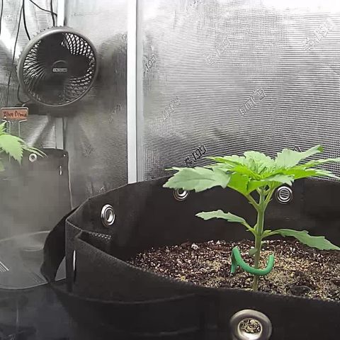 Skywalker OG growlog timeline photo