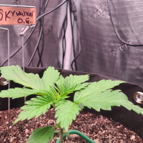 Skywalker OG growlog timeline photo