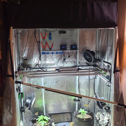 Skywalker OG growlog timeline photo