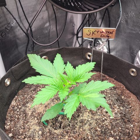 Skywalker OG growlog timeline photo