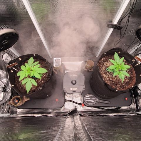 Skywalker OG growlog timeline photo