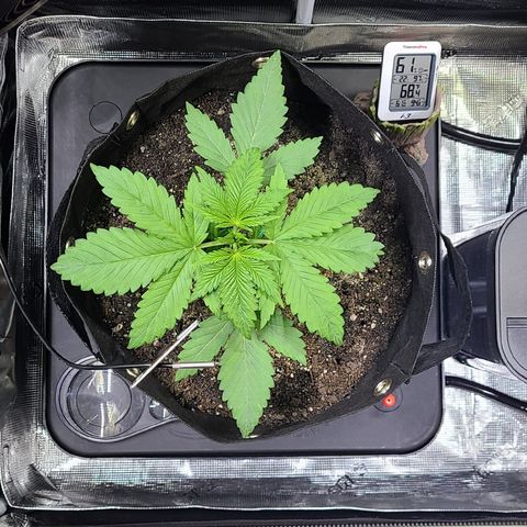 Blue Dream growlog timeline photo