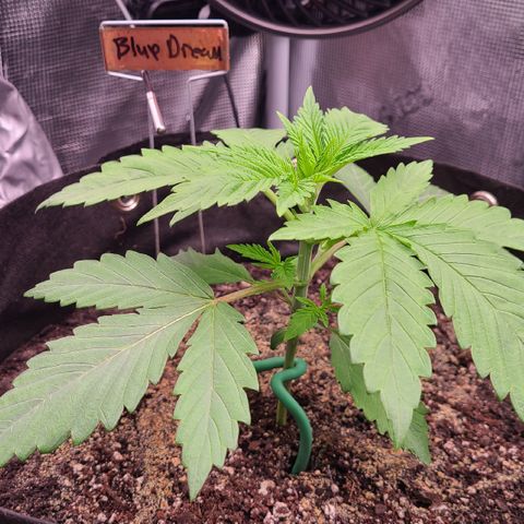 Blue Dream growlog timeline photo