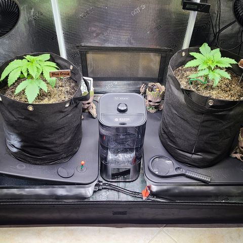 Blue Dream growlog timeline photo