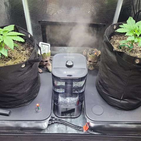 Blue Dream growlog timeline photo