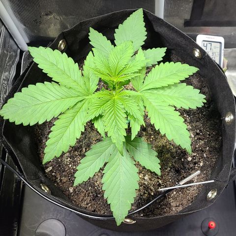 Blue Dream growlog timeline photo