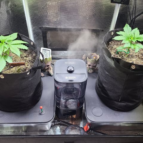 Skywalker OG growlog timeline photo