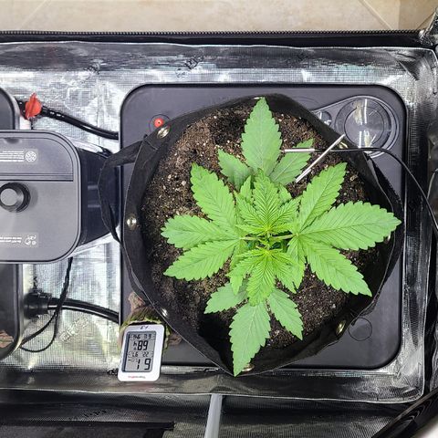 Skywalker OG growlog timeline photo