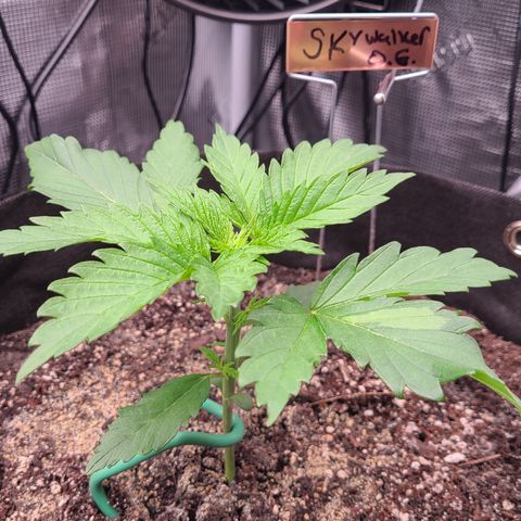 Skywalker OG growlog timeline photo