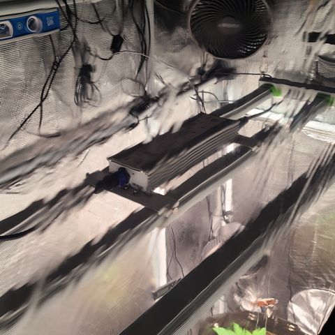 Skywalker OG growlog timeline photo