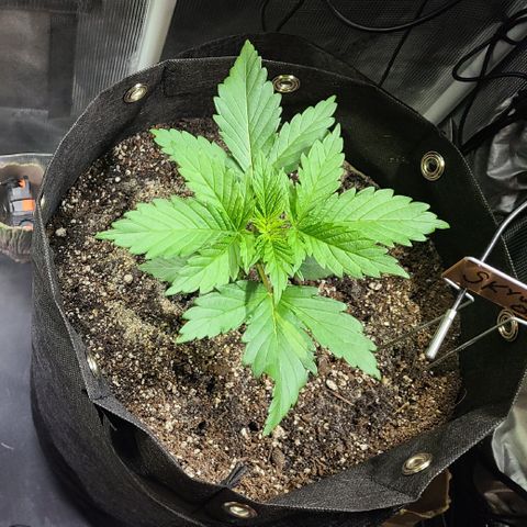Skywalker OG growlog timeline photo