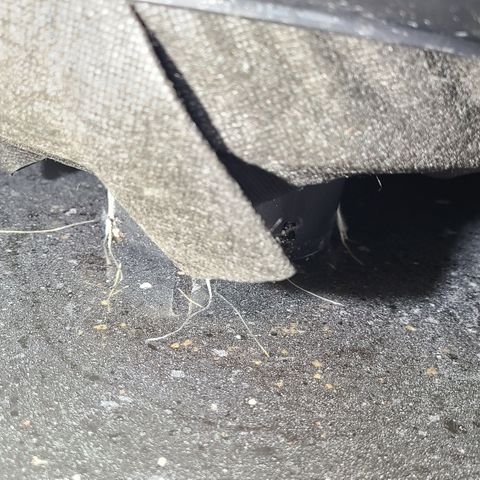Blue Dream growlog photo: Lots of roots poking through 