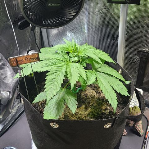 Blue Dream growlog photo: Lots of roots poking through 