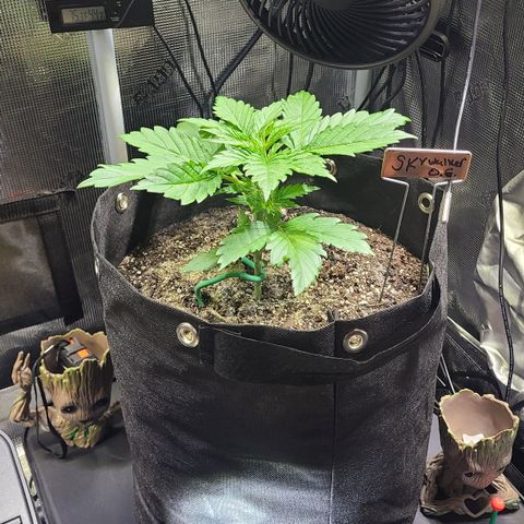 Skywalker OG growlog photo: Really long root