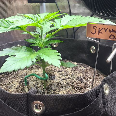 Blue Dream growlog timeline photo