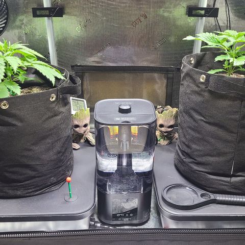 Blue Dream growlog timeline photo