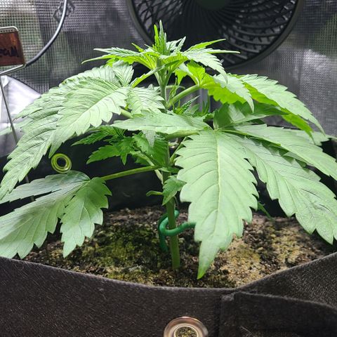 Blue Dream growlog timeline photo