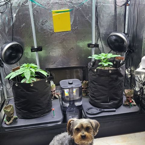 Blue Dream growlog timeline photo