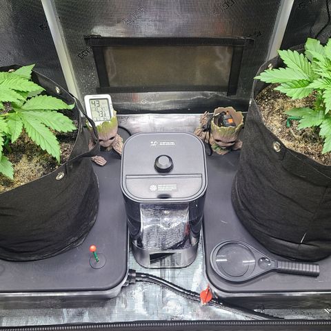 Blue Dream growlog timeline photo