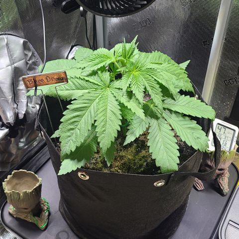 Blue Dream growlog timeline photo