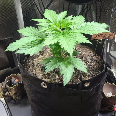 Skywalker OG growlog timeline photo