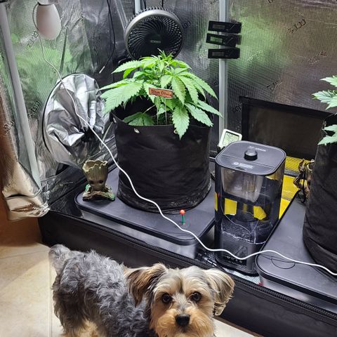 Blue Dream growlog timeline photo