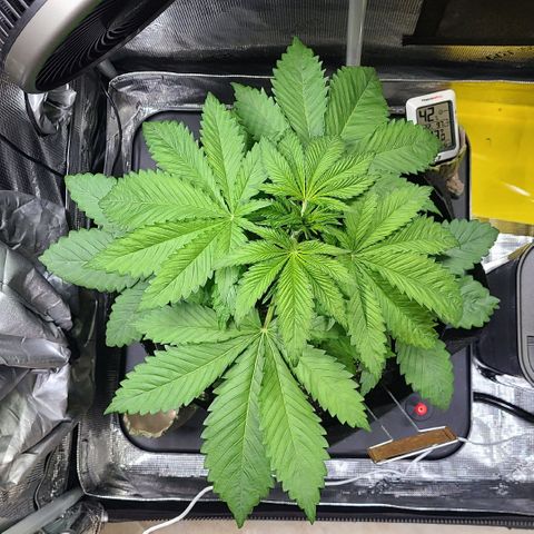 Blue Dream growlog timeline photo
