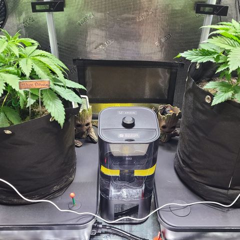 Blue Dream growlog timeline photo