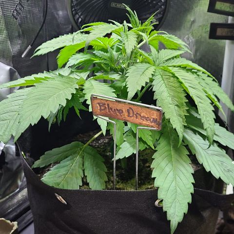 Blue Dream growlog timeline photo
