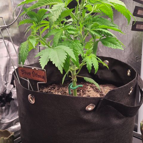 Blue Dream growlog timeline photo