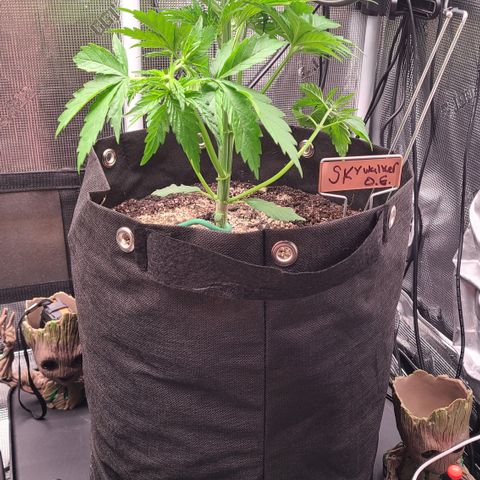 Skywalker OG growlog timeline photo