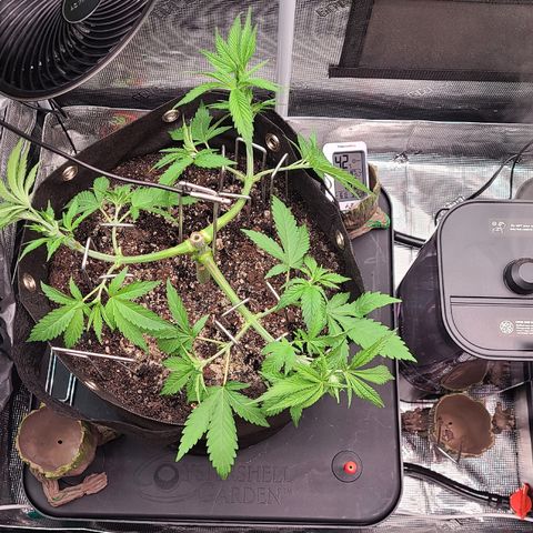 Blue Dream growlog timeline photo