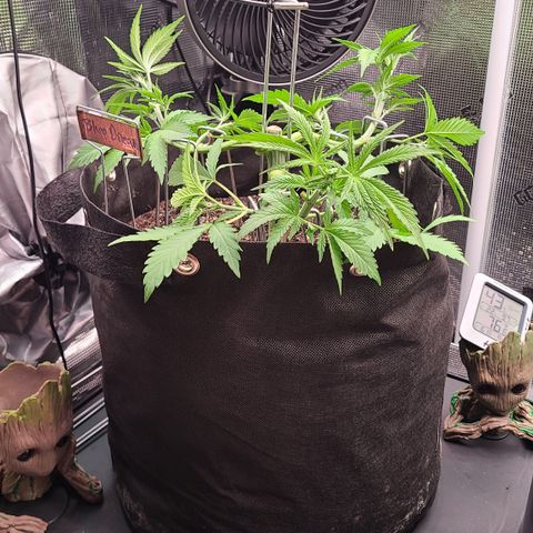 Blue Dream growlog timeline photo
