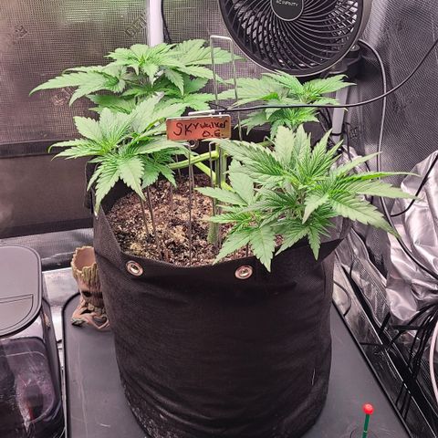 Skywalker OG growlog timeline photo