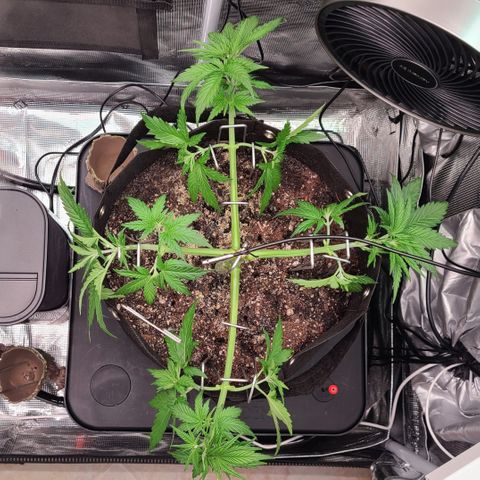 Skywalker OG growlog timeline photo