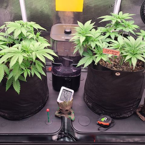 Blue Dream growlog timeline photo