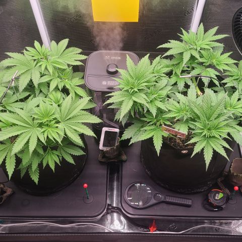 Blue Dream growlog timeline photo
