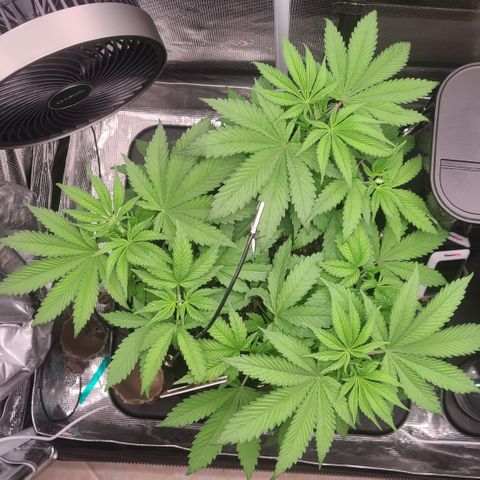 Blue Dream growlog timeline photo