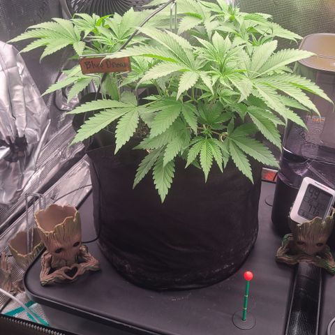 Blue Dream growlog timeline photo