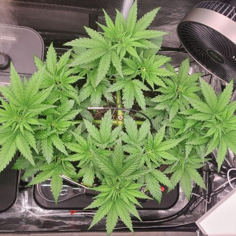 Skywalker OG growlog timeline photo