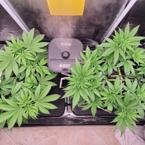 Skywalker OG growlog timeline photo