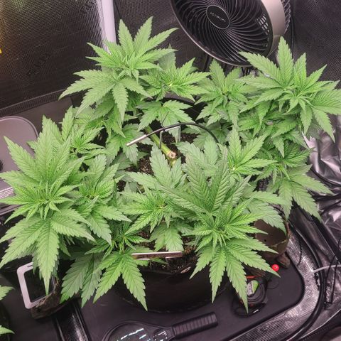 Skywalker OG growlog timeline photo