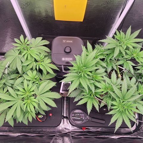 Blue Dream growlog timeline photo