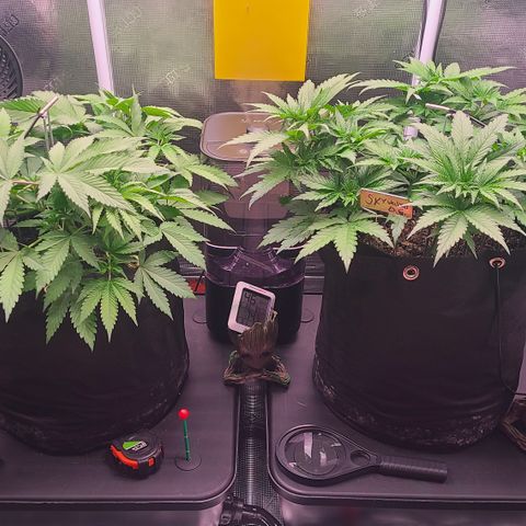 Blue Dream growlog timeline photo