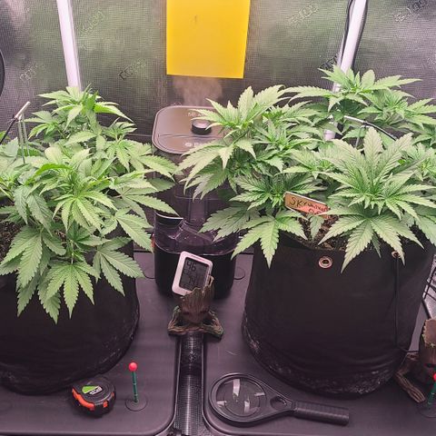Blue Dream growlog timeline photo