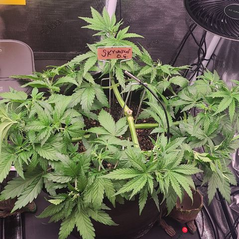 Skywalker OG growlog timeline photo