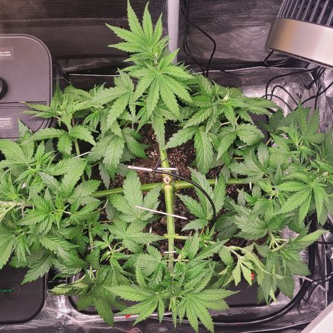 Skywalker OG growlog timeline photo